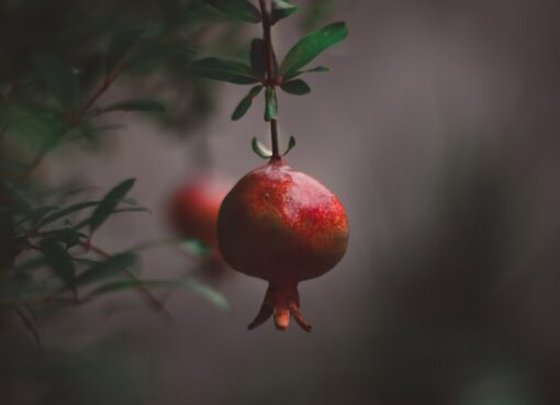 Photo Pomegranate fruit