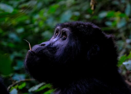 Photo Gorilla, Jungle