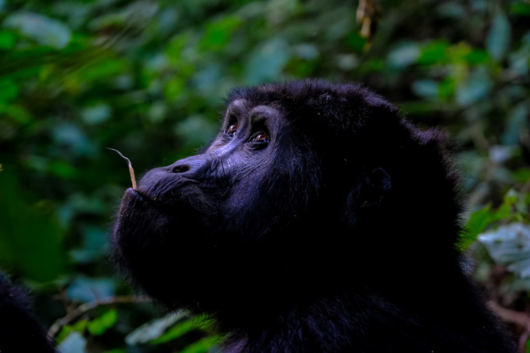 Big Monkey: The Fascinating World of Primates